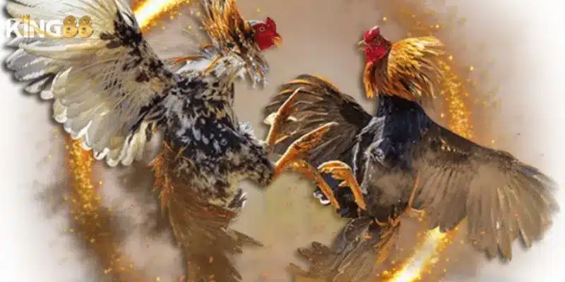 Các loại đá gà nổi bật tại King88 mà người chơi yêu thích