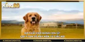 Mơ thấy chó đánh con gì? Gợi ý con số may mắn từ giấc mơ